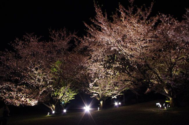 夜桜二重奏は単気筒とマルチの調べ | Kixiの雑記帳